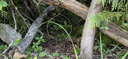 Wilderness Survival